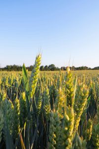 Wheat fields