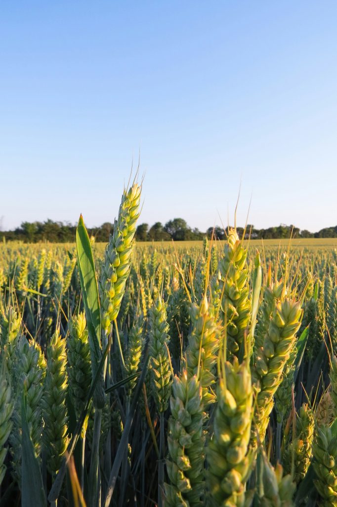 Wheat fields