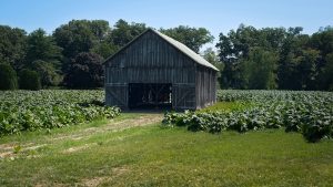 Tobacco Field Berry